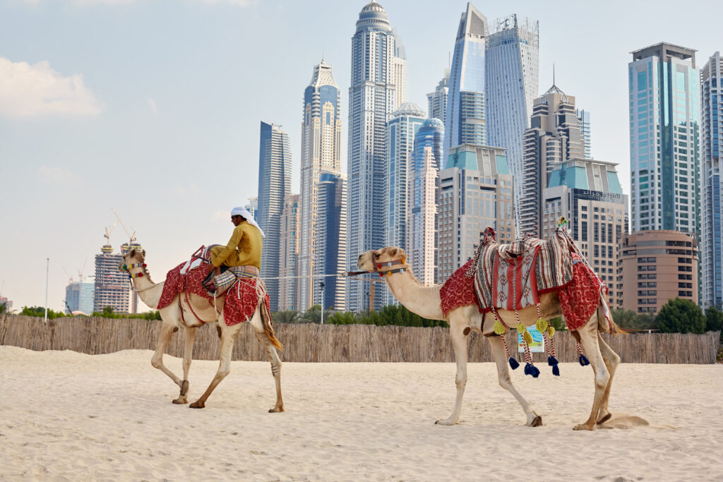 Dubai, UAE, November 2019 an Arab man sits on a camel on the beach in Dubai