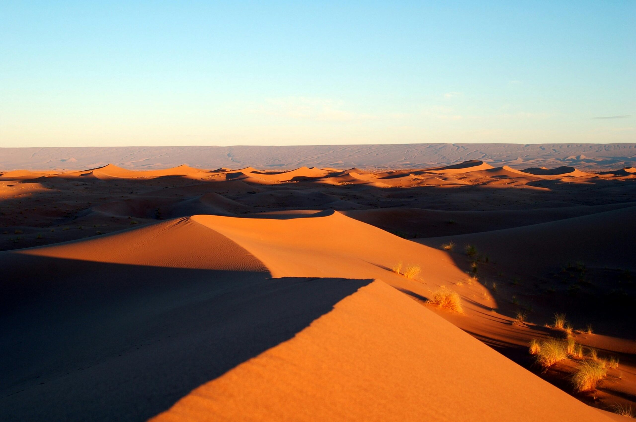 morning vs evening desert safari